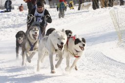 Lenk 2012 SM